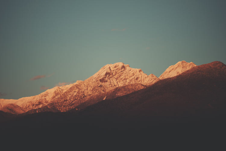 Camellia Nico Teaについて