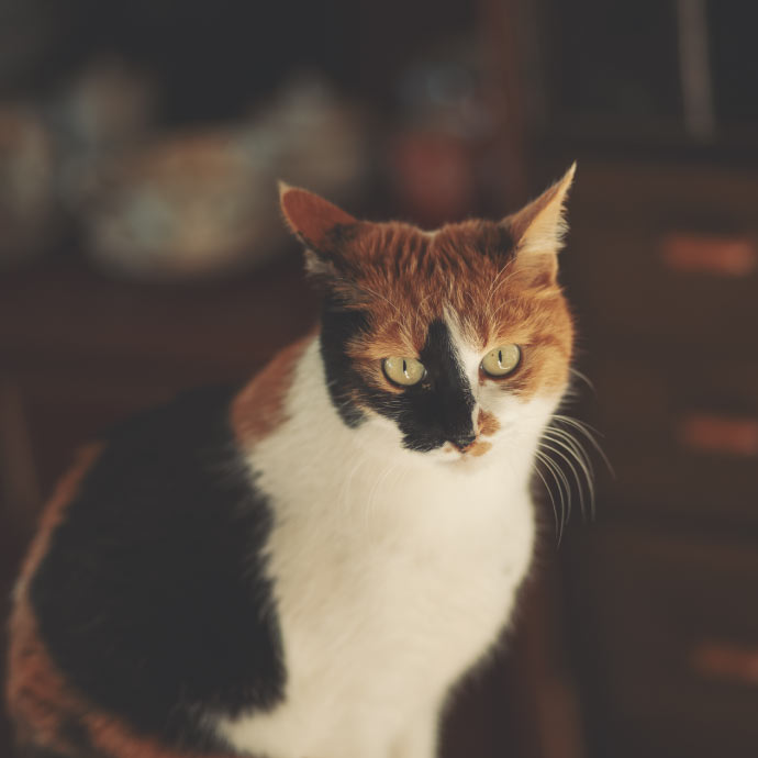 Camellia Nico Teaについて